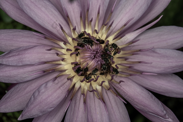 前视图美丽的莲花和蜜蜂自然紫色的莲花背景特写镜头热带莲花花