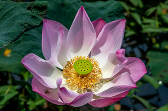 完整的开花粉红色的莲花花与叶池莲花标志水疗中心和佛教亚洲