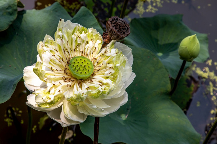 完整的开花绿色莲花花和绿色新鲜的叶子池莲花标志水疗中心和佛教亚洲