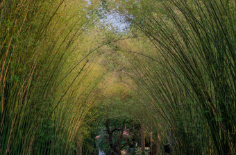 自然景观<strong>视图隧道</strong>竹子与自然光绿色竹子<strong>隧道</strong>热带热带雨林纳霍纳约克