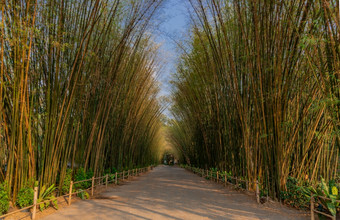 自然景观<strong>视图隧道</strong>竹子与自然光绿色竹子<strong>隧道</strong>热带热带雨林纳霍纳约克