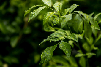 水滴紫藤frutescens叶子漂亮的盛开的花园焦点具体地说