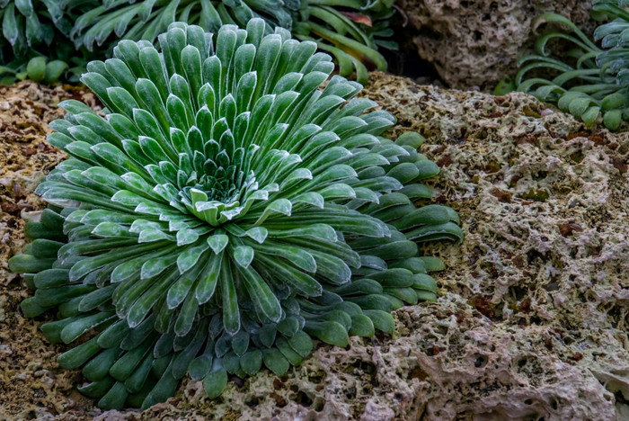 庇里牛斯山虎耳草属植物虎耳草属长叶高山植物径向植物与闪闪发光的提示日益增长的植物花园