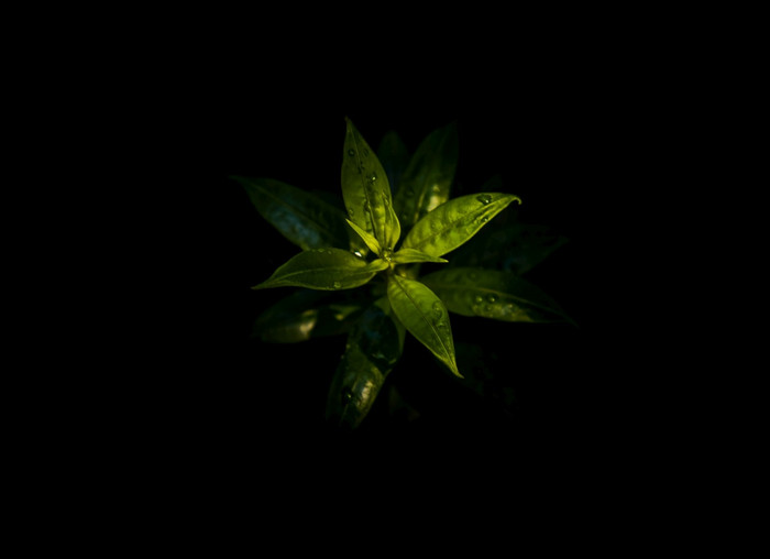 水滴绿色叶子黄蔓cathartica夹竹桃科美丽的植物黑色的背景自然概念复制空间焦点和模糊