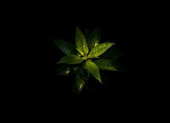 水滴绿色叶子黄蔓cathartica夹竹桃科美丽的植物黑色的背景自然概念复制空间焦点和模糊