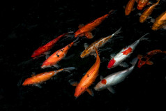 细节色彩斑斓的锦 鲤fishs锦 鲤鲤鱼游泳内部的鱼池塘阳光明媚的一天日本鱼物种许多色彩斑斓的模式焦点和模糊