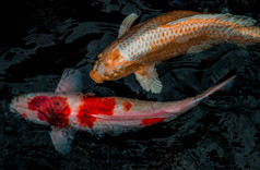 细节色彩斑斓的锦 鲤fishs锦 鲤鲤鱼游泳内部的鱼池塘阳光明媚的一天日本鱼物种许多色彩斑斓的模式焦点具体地说