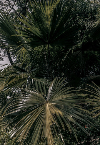 美丽的背景绿色糖棕榈叶的早....阳光自然光和阴影艺术绿色棕榈叶子焦点具体地说