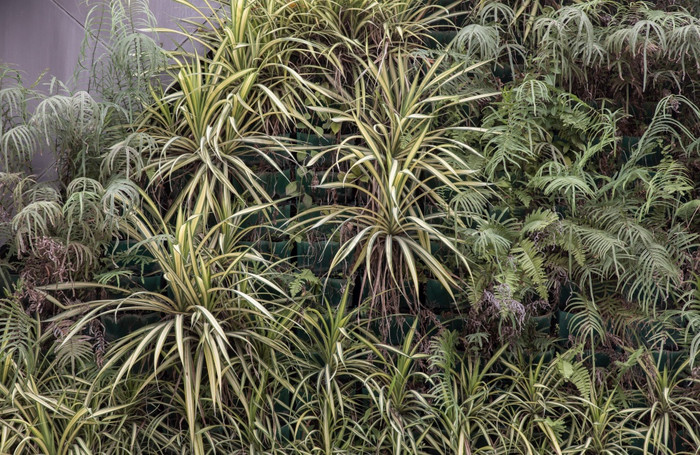 绿色植物叶子背景吊兰comosum蜘蛛植物和蕨类植物与光和影子美丽的植物花园概念自然背景复制空间焦点具体地说