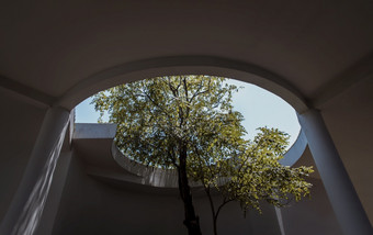 大树的中间建筑夏天时间建筑设计为绿色生活概念环境友好的建筑设计生态概念焦点具体地说