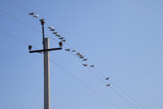 鸟是坐着电线附近的支柱鸟对的蓝色的天空鸟是坐着电线附近的支柱