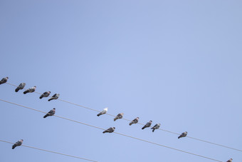 鸽子是坐着权力行鸟的电线鸽子是坐着权力行