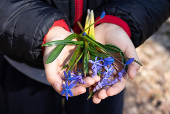 蓝色的雪<strong>花</strong>莲的手掌孩子雪<strong>花</strong>莲是的第一个<strong>花</strong>春天<strong>花</strong>雪<strong>花</strong>莲的森林蓝色的雪<strong>花</strong>莲的手掌孩子雪<strong>花</strong>莲是的第一个<strong>花</strong>春天