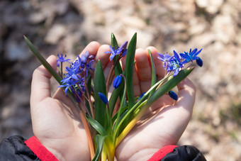 蓝色的雪<strong>花</strong>莲的手掌孩子雪<strong>花</strong>莲是的第一个<strong>花</strong>春天<strong>花</strong>雪<strong>花</strong>莲的森林蓝色的雪<strong>花</strong>莲的手掌孩子雪<strong>花</strong>莲是的第一个<strong>花</strong>春天