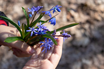 蓝色的雪花莲的手掌孩子雪花莲是的第一个花春天花雪花莲的森林蓝色的雪花莲的手掌孩子雪花莲是的第一个花春天