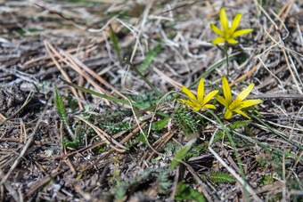 小黄色的花干草的第一个花春天背景与花小黄色的花干草的第一个花春天