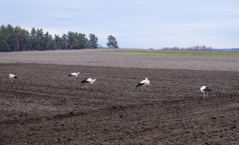鹳耕种场春天鹳飞首页鸟是看为食物的场鹳耕种场鸟是看为食物的场