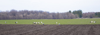 鹳耕种场春天鹳飞首页鸟是看为食物的场鹳耕种场鸟是看为食物的场