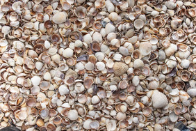 贝壳海贝壳集合不同的海贝壳混合贝壳海贝壳集合