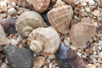 贝壳海贝壳纹理背景各种各样的鹅卵石石头和障碍海壳牌集合贝壳海贝壳纹理背景各种各样的鹅卵石石头和障碍