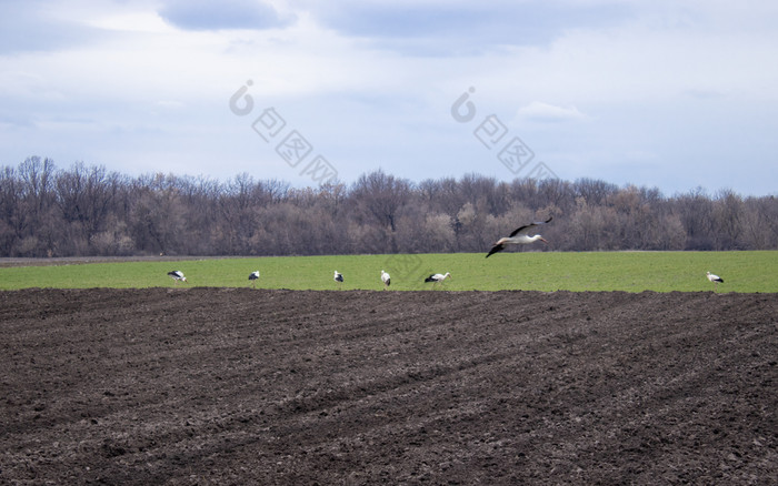 鹳的场看为食物鹳走通过耕种场鸟飞首页的春天鹳的场看为食物鹳走通过耕种场