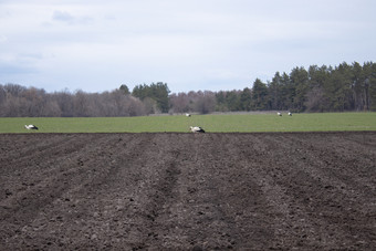 鹳的场看为食物鹳走通过耕种场鸟飞首页的春天鹳的场看为食物鹳走通过耕种场