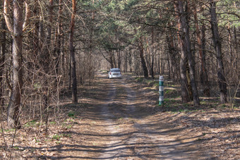 的路的森林的车的路照亮软春天阳光森林春天自然春天森林自然景观与森林树的路的森林的车的路照亮软春天阳光森林春天自然