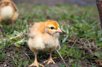 小鸡特写镜头黄色的鸡的草繁殖小鸡家禽农业农业小鸡特写镜头黄色的鸡的草繁殖小鸡家禽农业