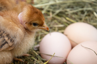 特写镜头黄色的鸡的巢黄色的小鸡新鲜的蛋的巢的农场家禽农业农业特写镜头黄色的鸡的巢黄色的小鸡新鲜的蛋的巢的农场家禽农业