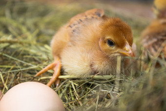 新生儿黄色的鸡有巢沿着整个农业新生儿黄色的鸡有巢沿着整个