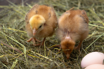 黄色的鸡的巢附近的<strong>鸡蛋鸡蛋</strong>的巢农业黄色的鸡的巢附近的<strong>鸡蛋鸡蛋</strong>的巢