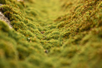 纹理绿色莫斯克里沙覆盖与绿色莫斯特写镜头莫斯纹理绿色莫斯克里沙覆盖与绿色莫斯