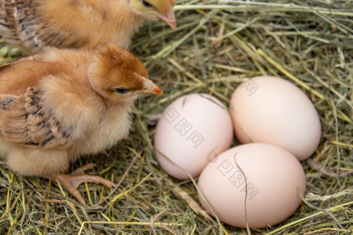 黄色的鸡的巢附近的鸡蛋鸡蛋的巢农业黄色的鸡的巢附近的鸡蛋鸡蛋的巢