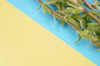 绿色分支机构柳树蓝色的黄色的背景复制空间的左为你的文本柳树树枝绿色分支机构柳树蓝色的黄色的背景复制空间的左为你的文本
