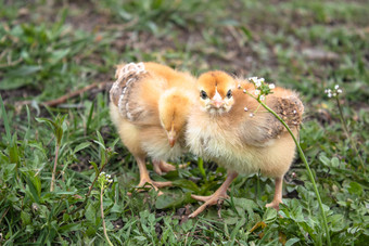小鸡黄色的鸡的草饲养小鸡家禽农业农业小鸡黄色的鸡的草饲养小鸡家禽农业