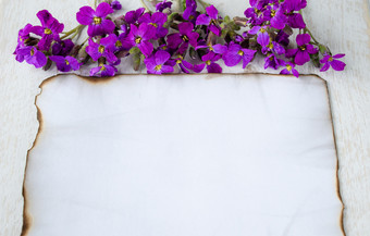 白色木董事会白色表纸是燃烧的边缘和紫色的花离开房间为文本概念背景白色木董事会白色表纸是燃烧的边缘和紫色的花离开房间为文本