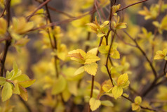 小黄色的叶子的分支机构特写镜头小黄色的叶子的分支机构