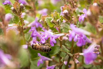 蜜蜂苍蝇之间的植物而收集<strong>花</strong>粉从<strong>花小花</strong>和蜜蜂蜜蜂蜜蜂苍蝇之间的植物而收集<strong>花</strong>粉从<strong>花小花</strong>和蜜蜂