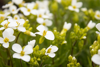 白色<strong>花背景绿色</strong>叶子小白色花春天白色花白色<strong>花背景绿色</strong>叶子小白色花春天