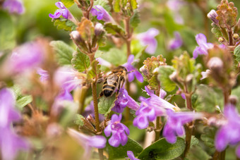 蜜蜂苍蝇之间的植物而收集花粉从花小花和蜜蜂蜜蜂蜜蜂苍蝇之间的植物而收集花粉从花小花和蜜蜂