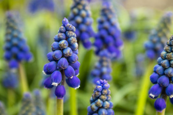 蓝色的muscari花小春天钟软焦点模糊背景蓝色的muscari花小春天钟软焦点