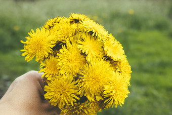 女手持有<strong>小花</strong>束黄色的蒲公英<strong>花</strong>束<strong>花</strong>女手持有<strong>小花</strong>束黄色的蒲公英<strong>花</strong>束<strong>花</strong>特写镜头