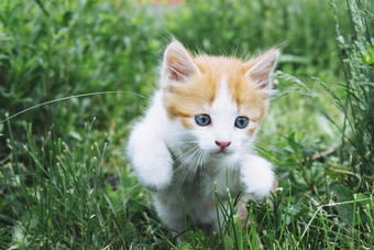 小红色的小猫玩的草年轻的小猫的后院小红色的小猫玩的草