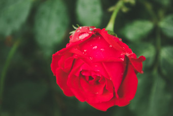 孤独的红色的玫瑰与雨滴在的树叶特写镜头孤独的红色的玫瑰与雨滴在的树叶