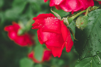 红色的玫瑰和雨滴花瓣特写镜头红色的玫瑰和雨滴花瓣