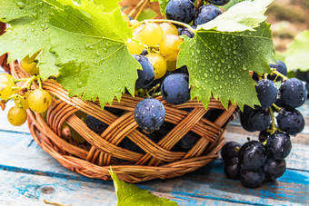 蓝色的和黄色的葡萄与滴水和绿色叶子篮子蓝色的老董事会群葡萄木表格特写镜头蓝色的和黄色的葡萄与滴水和绿色叶子篮子蓝色的老董事会群葡萄木表格