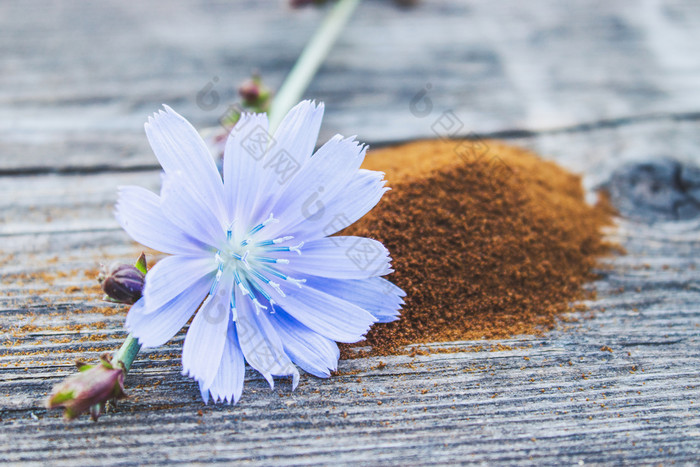 蓝色的菊苣花和桩即时菊苣粉老木表格菊苣粉的概念健康的吃喝咖啡替代蓝色的菊苣花和桩即时菊苣粉老木表格菊苣粉的概念健康的吃喝