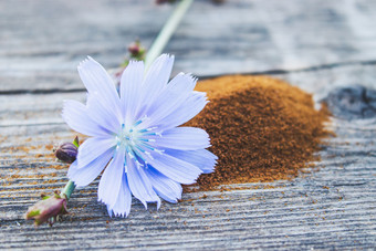 蓝色的菊苣花和桩即时菊苣粉老木表格菊苣粉的概念健康的吃喝咖啡替代蓝色的菊苣花和桩即时菊苣粉老木表格菊苣粉的概念健康的吃喝