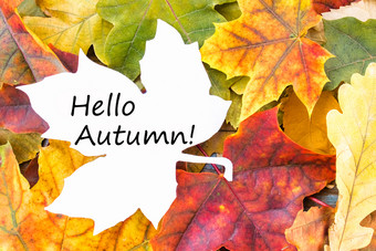 标签与的单词你好秋天白色表和色彩斑斓的秋天叶子背景与秋天叶子复制空间为登记秋天叶子标签与的单词你好秋天白色表和色彩斑斓的秋天叶子背景与秋天叶子复制空间为登记