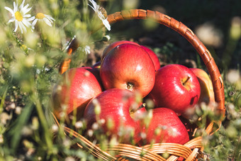 成熟的多汁的红色的苹果谎言柳条篮子绿色草对背景自然维生素和健康的饮食素食者概念特写镜头成熟的多汁的红色的苹果谎言柳条篮子绿色草对背景自然维生素和健康的饮食素食者概念